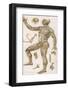 Physiological Diagram of the Muscles Joints and Animal Mechanics of the Human Body-null-Framed Photographic Print