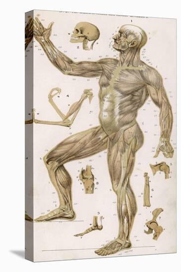 Physiological Diagram of the Muscles Joints and Animal Mechanics of the Human Body-null-Stretched Canvas