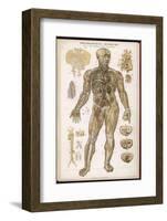 Physiological Diagram of the Organs of Circulation-null-Framed Photographic Print