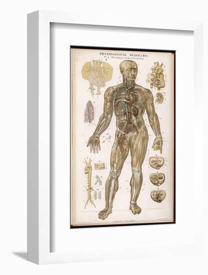 Physiological Diagram of the Organs of Circulation-null-Framed Photographic Print