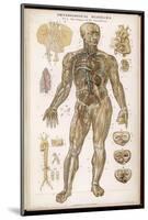 Physiological Diagram of the Organs of Circulation-null-Mounted Photographic Print