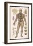 Physiological Diagram of the Organs of Circulation-null-Framed Photographic Print