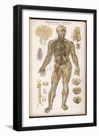 Physiological Diagram of the Organs of Circulation-null-Framed Photographic Print