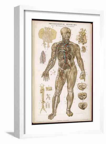 Physiological Diagram of the Organs of Circulation-null-Framed Photographic Print