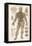 Physiological Diagram of the Organs of Circulation-null-Framed Stretched Canvas