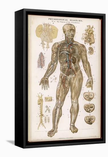 Physiological Diagram of the Organs of Circulation-null-Framed Stretched Canvas