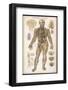 Physiological Diagram of the Organs of Circulation-null-Framed Premium Photographic Print