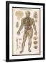 Physiological Diagram of the Organs of Circulation-null-Framed Photographic Print