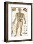 Physiological Diagram of the Skeleton and Ligaments-null-Framed Photographic Print