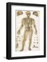 Physiological Diagram of the Skeleton and Ligaments-null-Framed Photographic Print