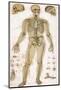 Physiological Diagram of the Skeleton and Ligaments-null-Mounted Photographic Print