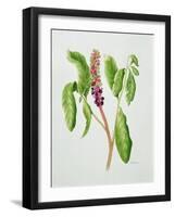 Phytolacca-Peggy Wyatt-Framed Giclee Print