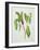 Phytolacca-Peggy Wyatt-Framed Giclee Print