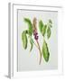 Phytolacca-Peggy Wyatt-Framed Giclee Print