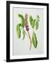 Phytolacca-Peggy Wyatt-Framed Giclee Print