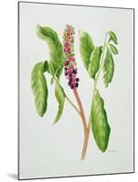 Phytolacca-Peggy Wyatt-Mounted Giclee Print