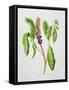 Phytolacca-Peggy Wyatt-Framed Stretched Canvas