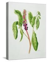 Phytolacca-Peggy Wyatt-Stretched Canvas