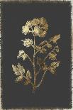 Cut Leaved Phacelia-PI Collection-Art Print