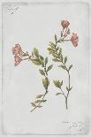 Flowering Fern Stem-PI Collection-Framed Stretched Canvas