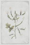 Cut Leaved Phacelia-PI Collection-Art Print