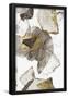 Essential Black