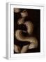 White Frame
