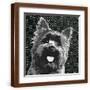 Brown Frame