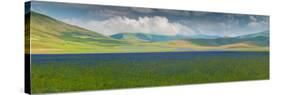 Pian Grande floor of Castelluccio with bloom, Umbria, Central Italy, Italy-null-Stretched Canvas