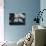 Pianist Rudolf Serkin-Gjon Mili-Premium Photographic Print displayed on a wall