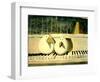 Piano Birds-Thomas MacGregor-Framed Giclee Print