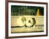 Piano Birds-Thomas MacGregor-Framed Giclee Print