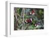 Piano key or Postman butterflies flying-Adam Jones-Framed Photographic Print