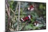 Piano key or Postman butterflies flying-Adam Jones-Mounted Photographic Print