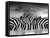 Piano Peace-Thomas Barbey-Framed Stretched Canvas