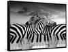 Piano Peace-Thomas Barbey-Framed Stretched Canvas