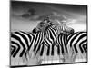 Piano Peace-Thomas Barbey-Mounted Giclee Print