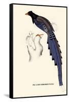 Pica Erythrorhyncha-A Century Of Birds From The Himalaya Mountains-John Gould-Framed Stretched Canvas