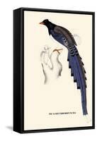 Pica Erythrorhyncha-A Century Of Birds From The Himalaya Mountains-John Gould-Framed Stretched Canvas