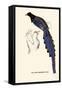 Pica Erythrorhyncha-A Century Of Birds From The Himalaya Mountains-John Gould-Framed Stretched Canvas