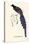 Pica Erythrorhyncha-A Century Of Birds From The Himalaya Mountains-John Gould-Stretched Canvas