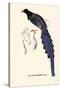 Pica Erythrorhyncha-A Century Of Birds From The Himalaya Mountains-John Gould-Stretched Canvas