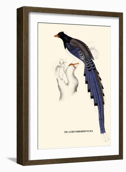 Pica Erythrorhyncha-A Century Of Birds From The Himalaya Mountains-John Gould-Framed Art Print