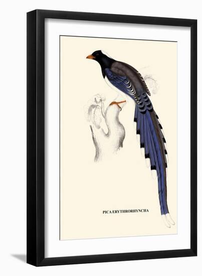 Pica Erythrorhyncha-A Century Of Birds From The Himalaya Mountains-John Gould-Framed Art Print