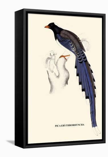 Pica Erythrorhyncha-A Century Of Birds From The Himalaya Mountains-John Gould-Framed Stretched Canvas