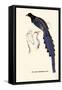 Pica Erythrorhyncha-A Century Of Birds From The Himalaya Mountains-John Gould-Framed Stretched Canvas