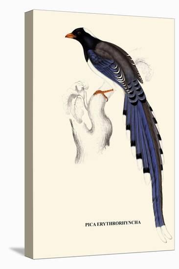 Pica Erythrorhyncha-A Century Of Birds From The Himalaya Mountains-John Gould-Stretched Canvas