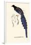 Pica Erythrorhyncha-A Century Of Birds From The Himalaya Mountains-John Gould-Framed Art Print