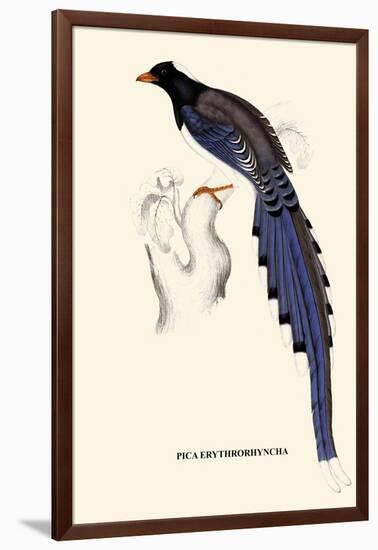 Pica Erythrorhyncha-A Century Of Birds From The Himalaya Mountains-John Gould-Framed Art Print