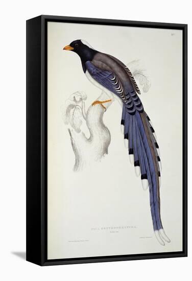 Pica Erythrorhyncha-John Gould-Framed Stretched Canvas